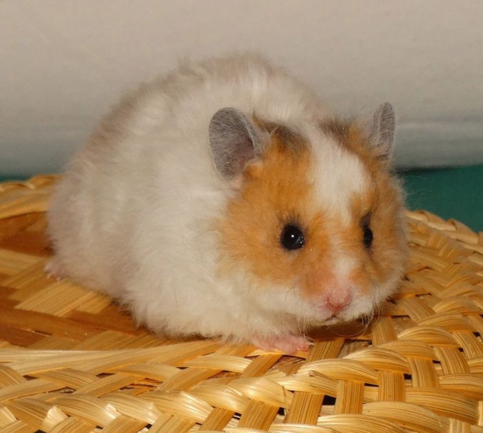 Сирийский хомяк длинношерстный