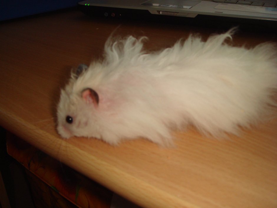 Хомяк сирийский белый ангорский