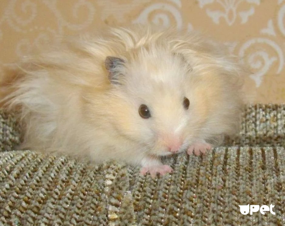 Ангорский сирийский хомячок