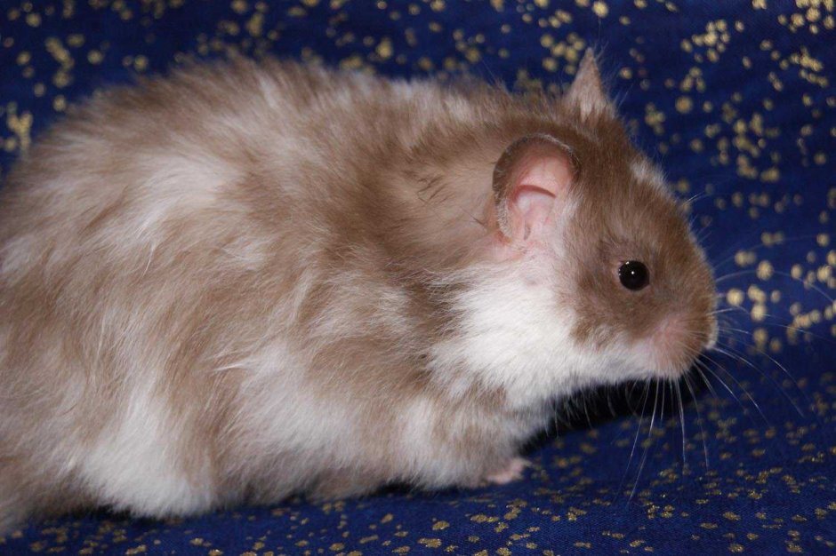 Ангорский хомяк