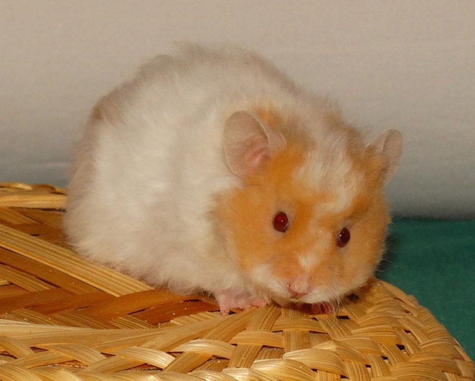 Сирийский хомяк длинношерстный