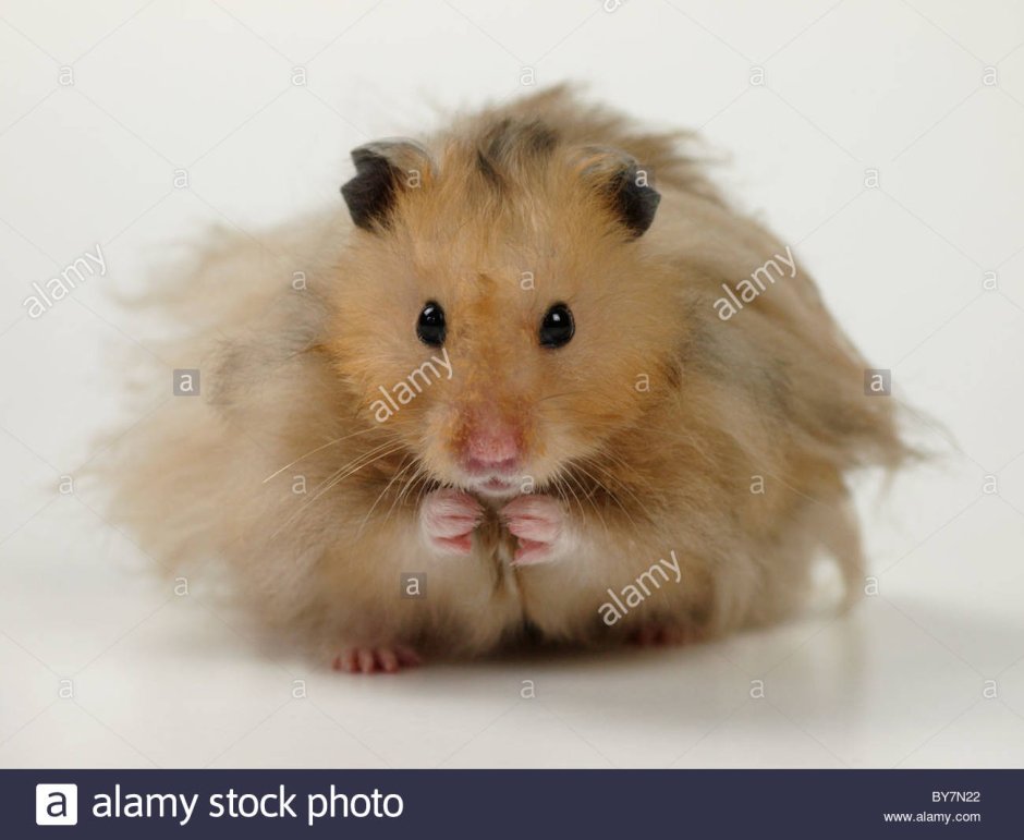 Сирийский хомяк лохматый