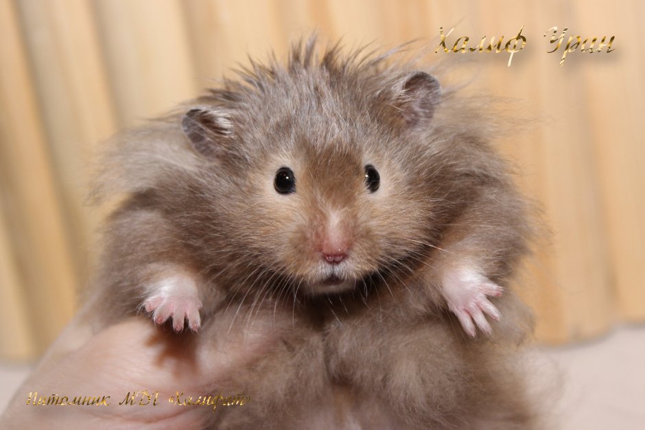 Сирийский хомяк длинношерстный