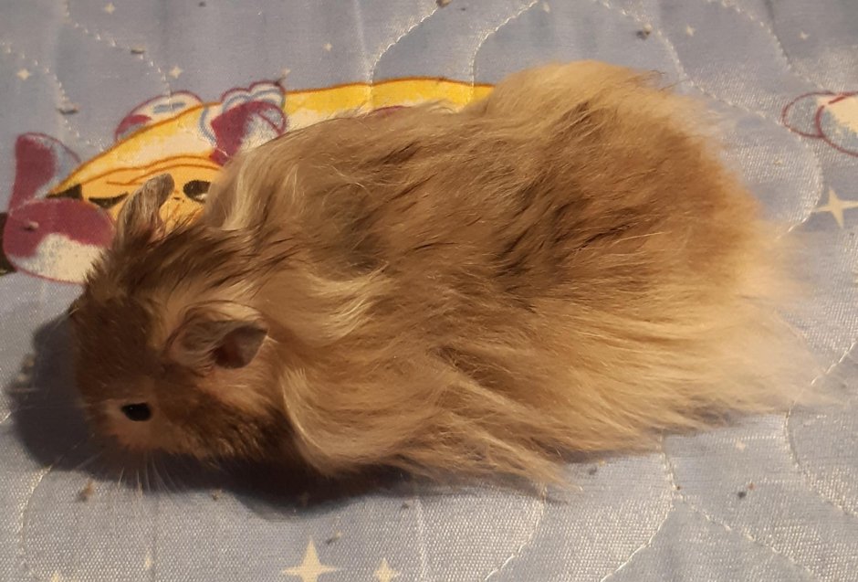 Сирийский хомячок длинношерстный