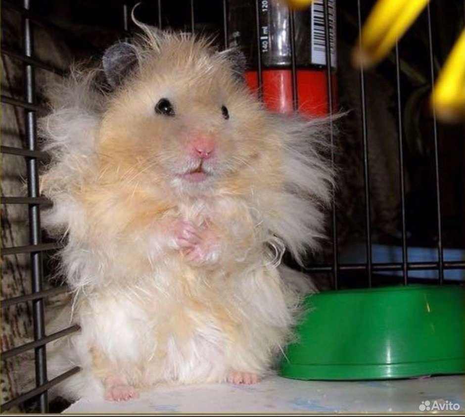 Кучерявый хомяк
