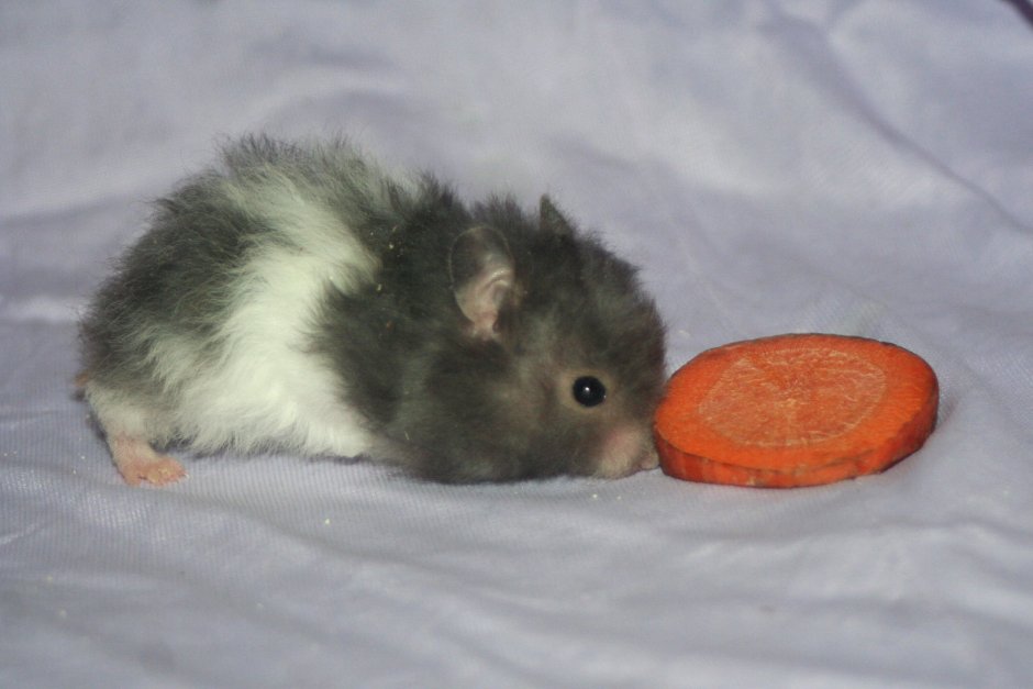 Сирийский хомяк черный длинношерстный