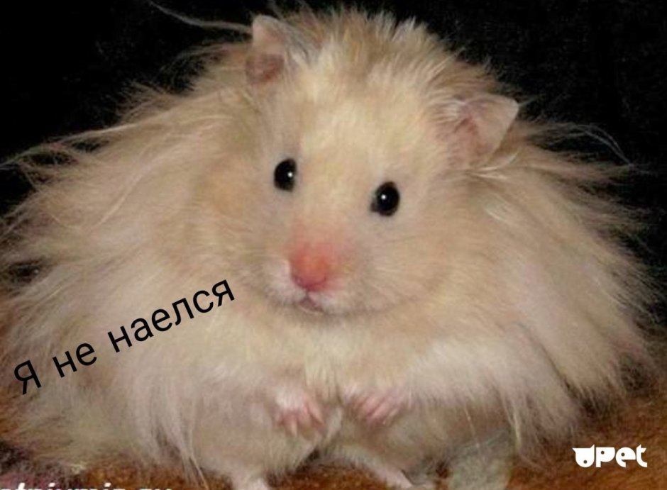 Хомяк домашний