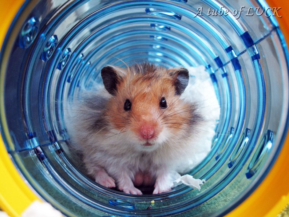 Сирийский хомяк без шерсти