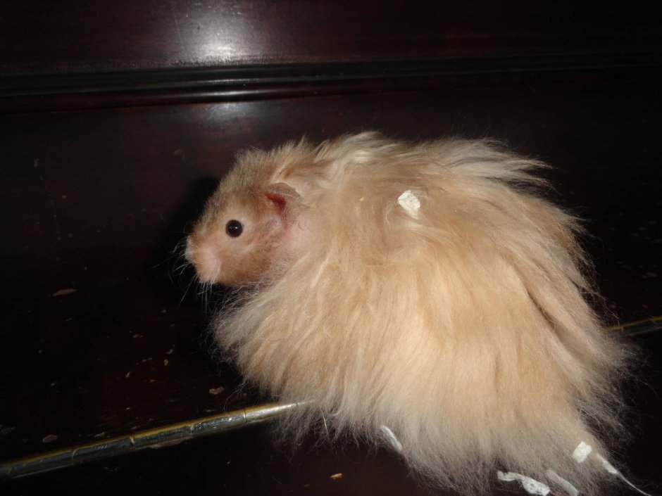 Королевский ангорский хомяк