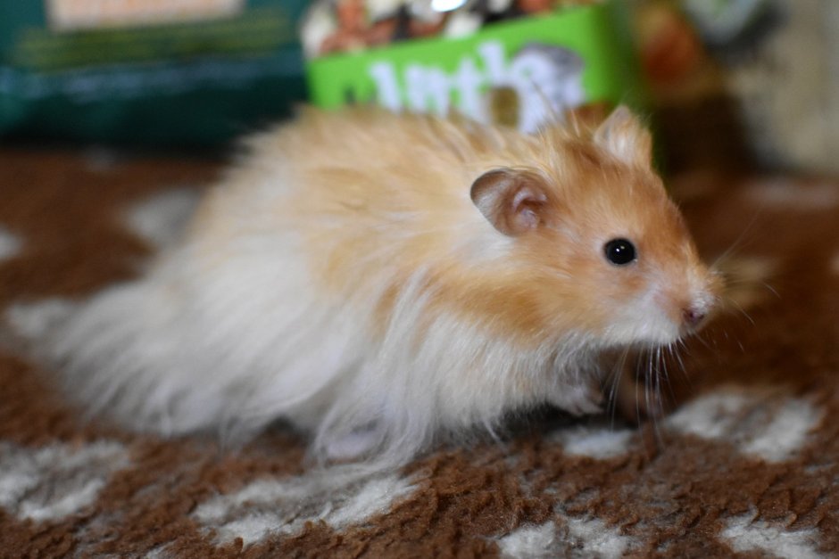 Сирийский хомяк длинношерстный