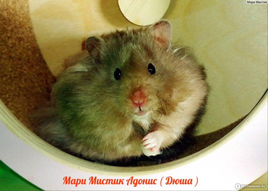 Хомяк сирийский фото длинношерстный