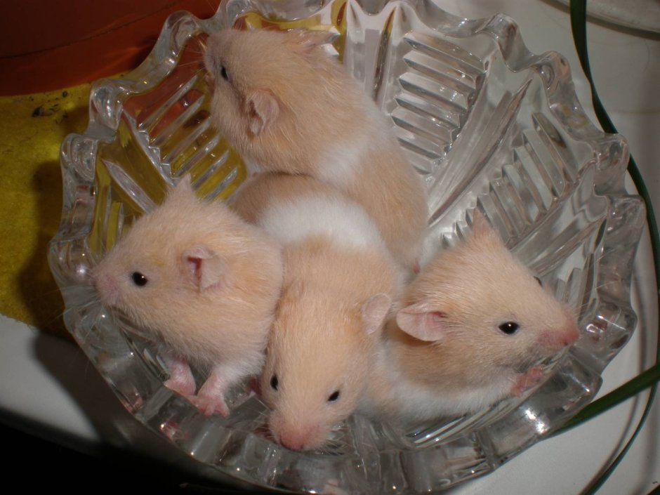 Сирийский хомяк гладкошерстный