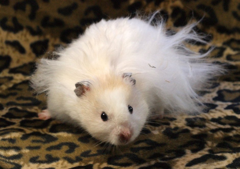 Ангорский сирийский хомячок