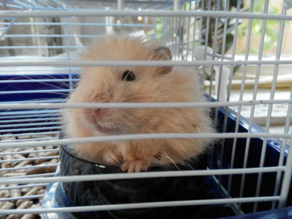 Мохноногие хомячки лохматые