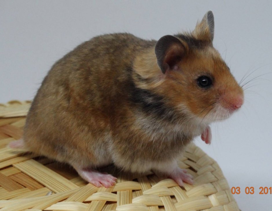 Сирийский хомяк коричневый