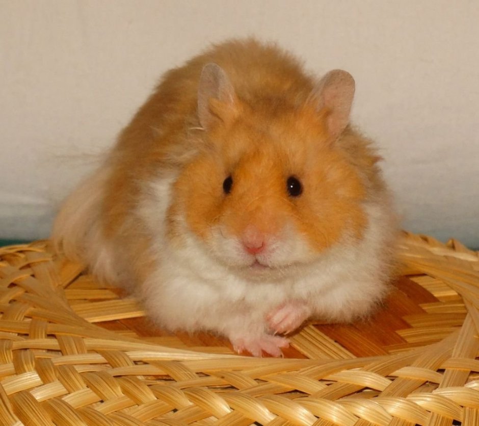 Хомяк ангорский черный сирийский