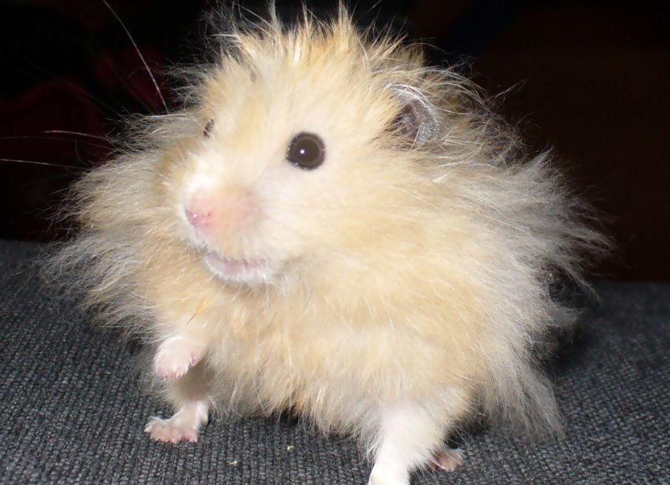 Сирийский хомячок окрас серый