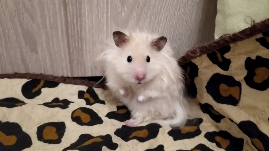 Хомяк ангорский черный сирийский