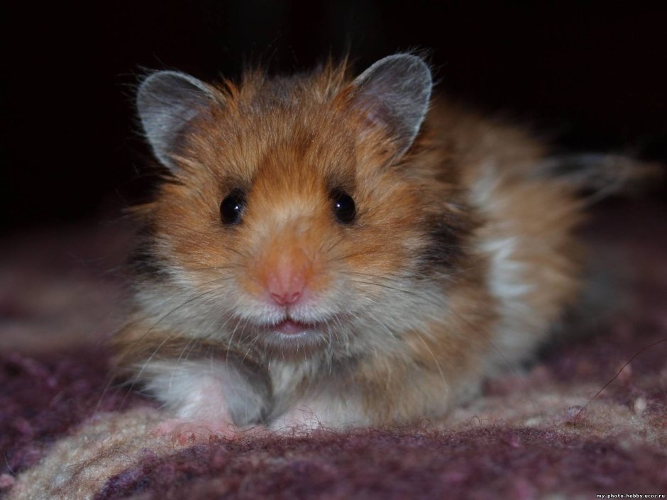 Сирийский ангорский хомяк