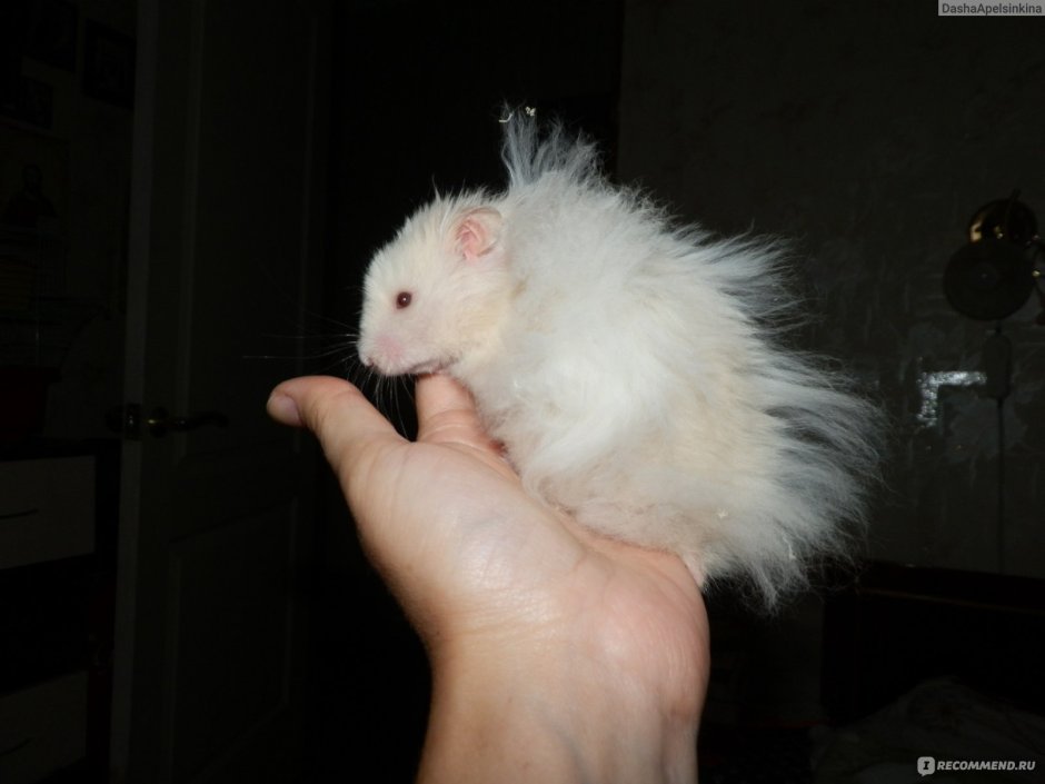 Сирийский ангорский хомяк