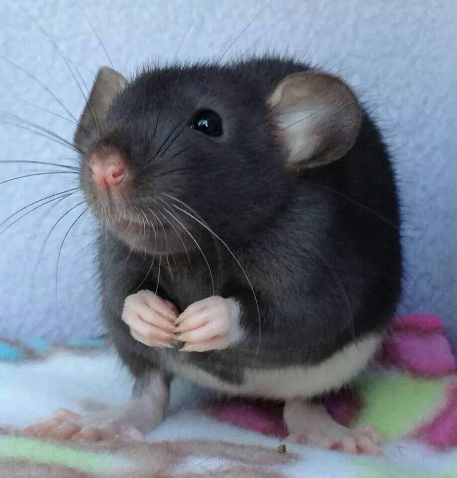 Милые крысы Дамбо