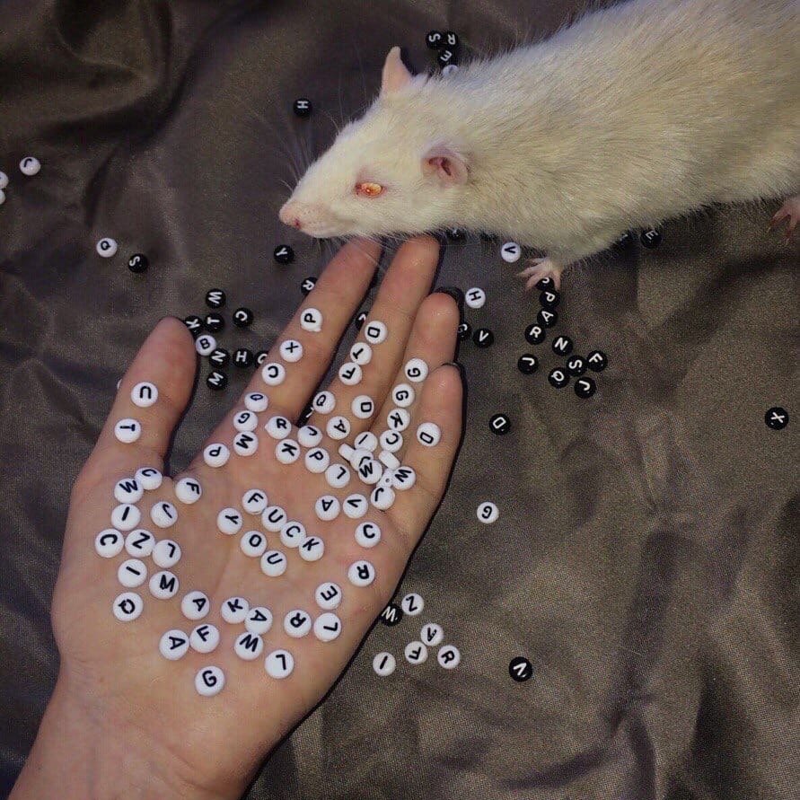 Крыска Эстетика