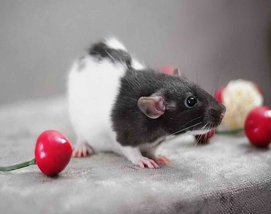 Крыса Дамбо капюшон