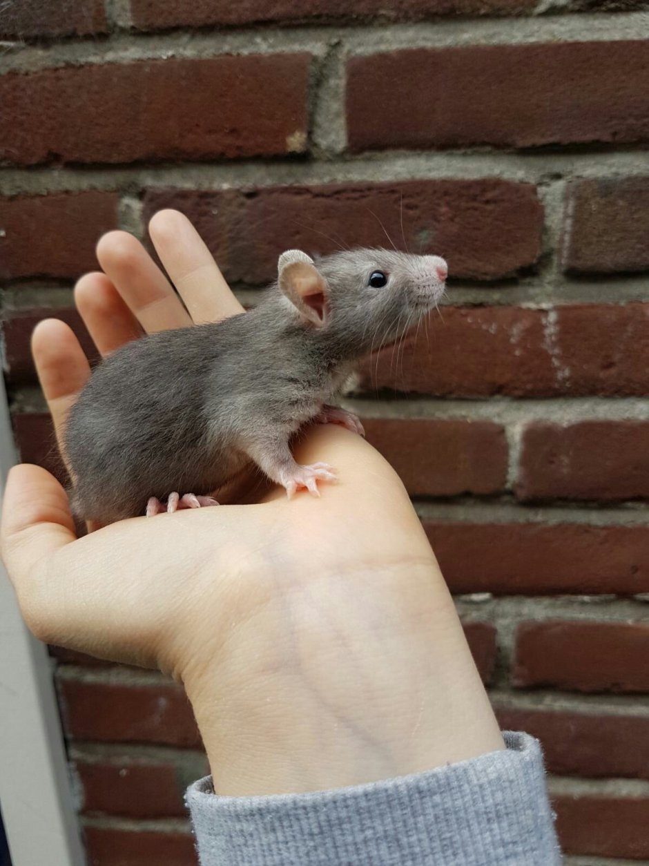 Капюшонная крыса