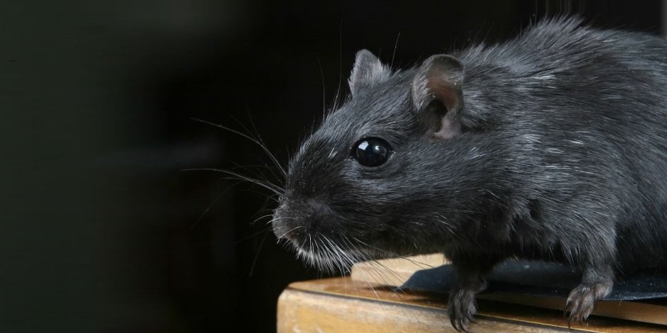 Черная большая крыса вид