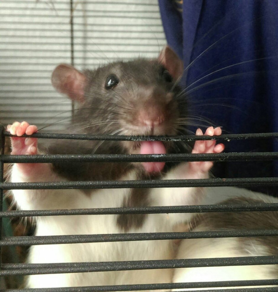 Улыбка крысы