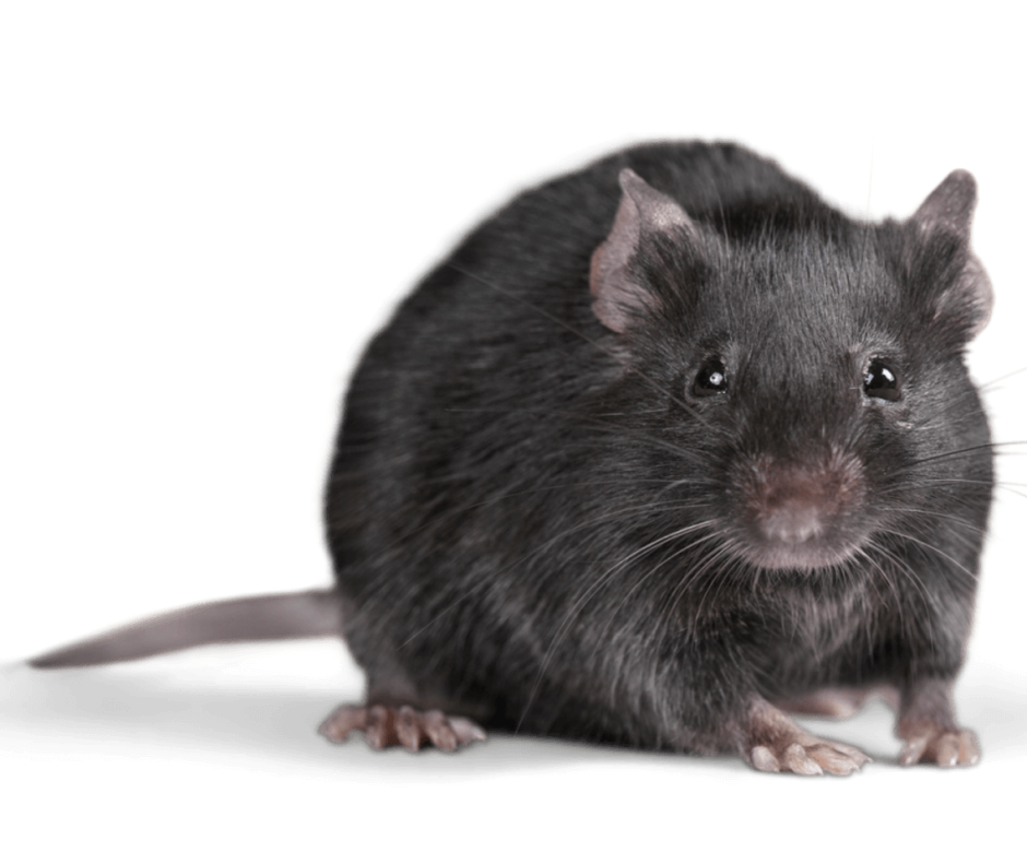 Rattus Rattus чёрная крыса