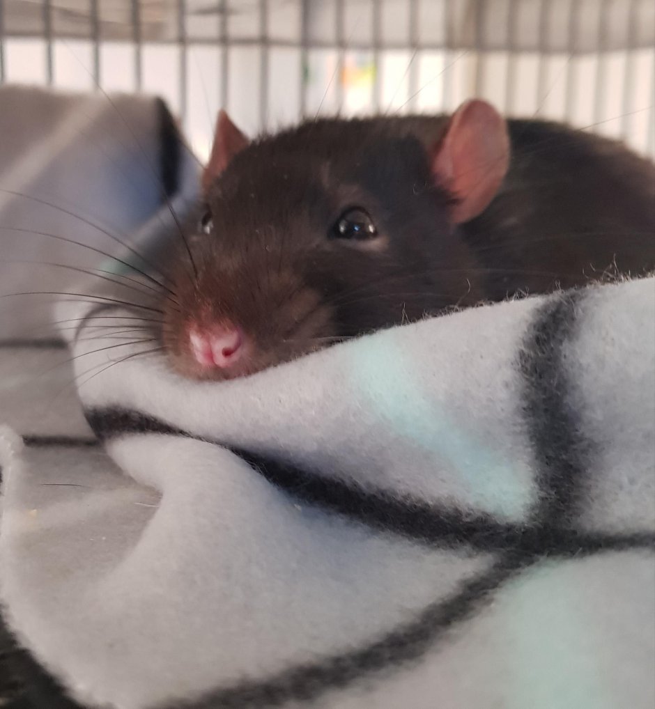 Крысы Дамбо Эстетика