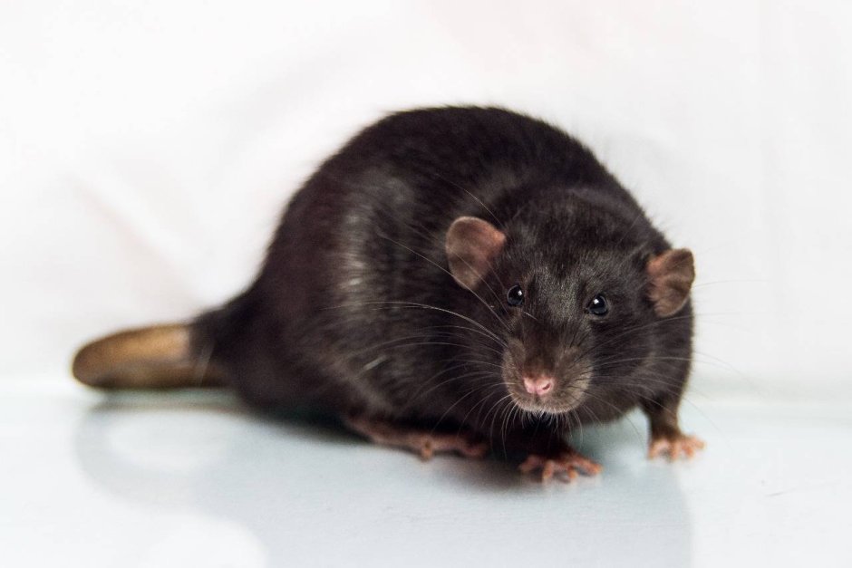 Чёрная крыса Дамбо взрослая