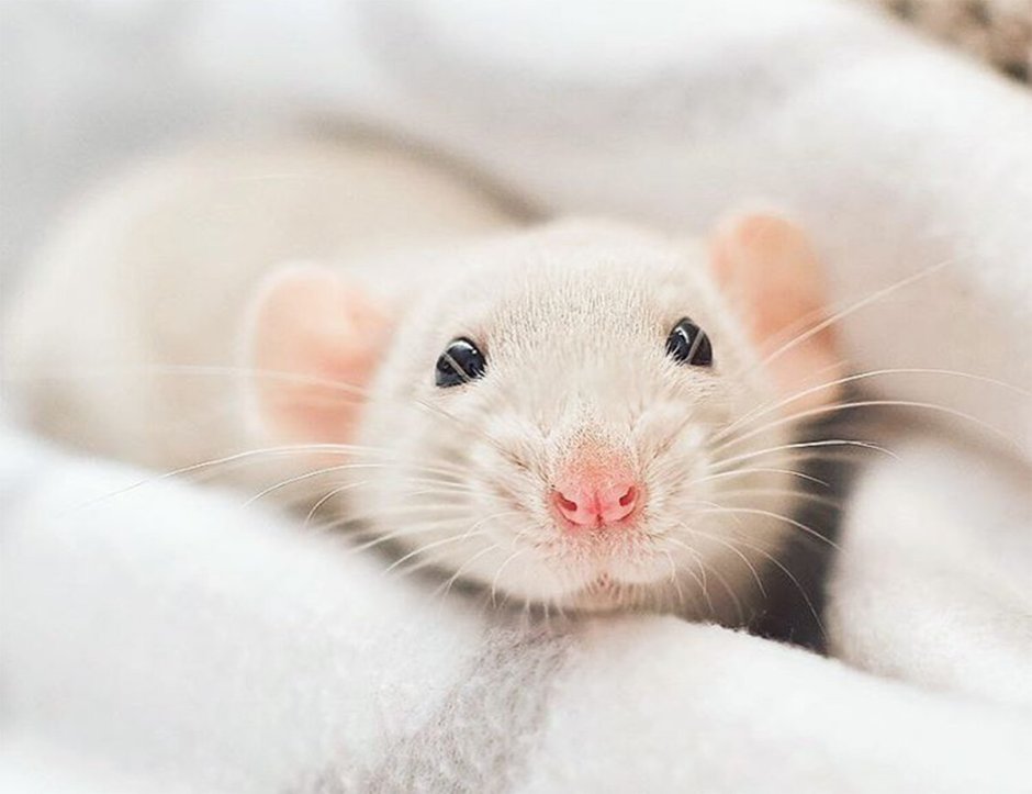 Крысята Дамбо белые