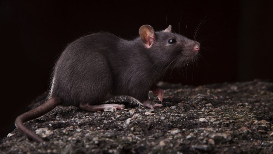 Эфиопская кротовая крыса