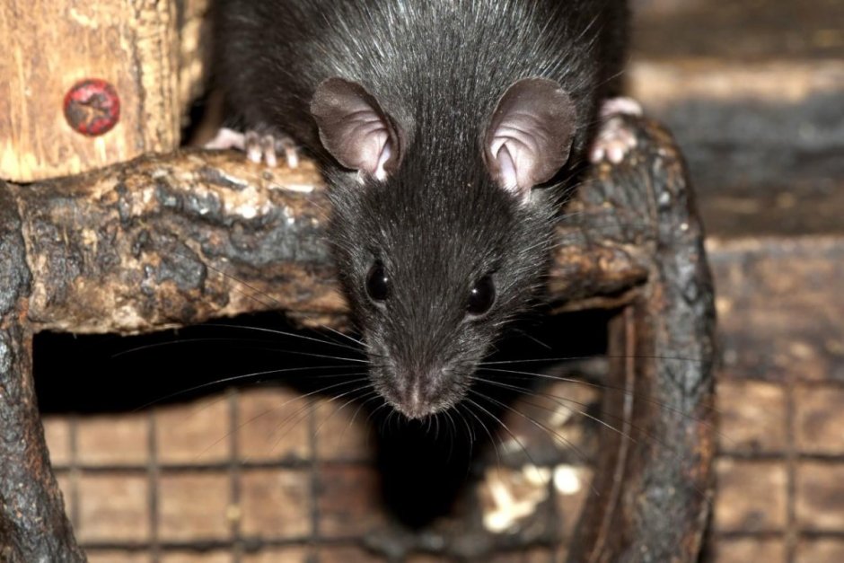 Rattus Rattus чёрная крыса