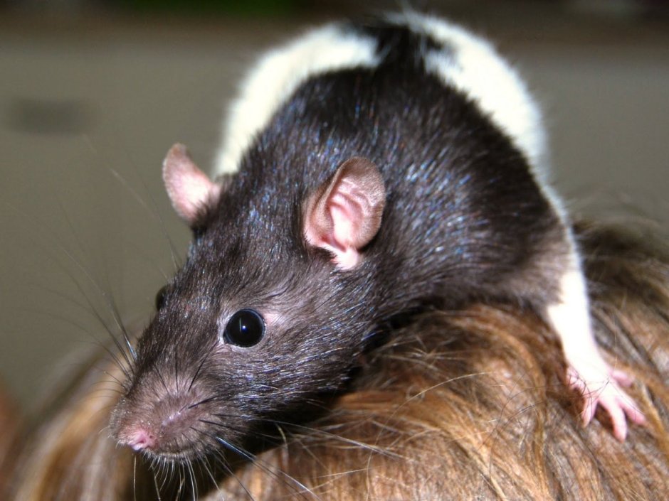 Шерстистая крыса Босави