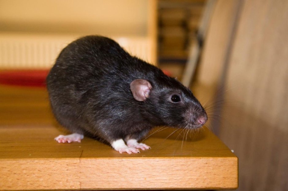 Манкс крысы крысы