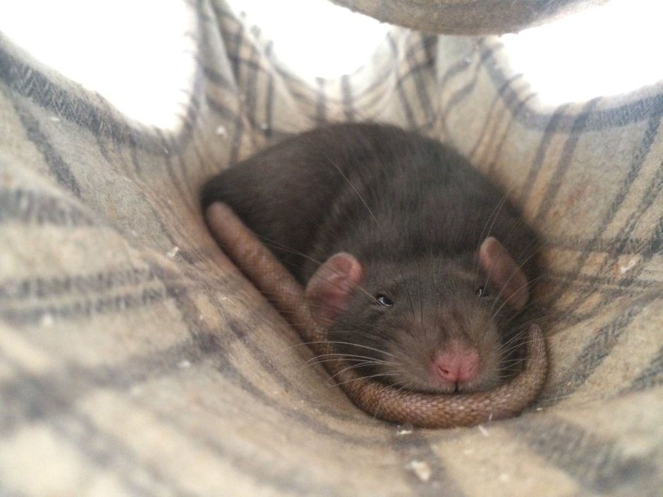 Детеныш крысенка домашнего