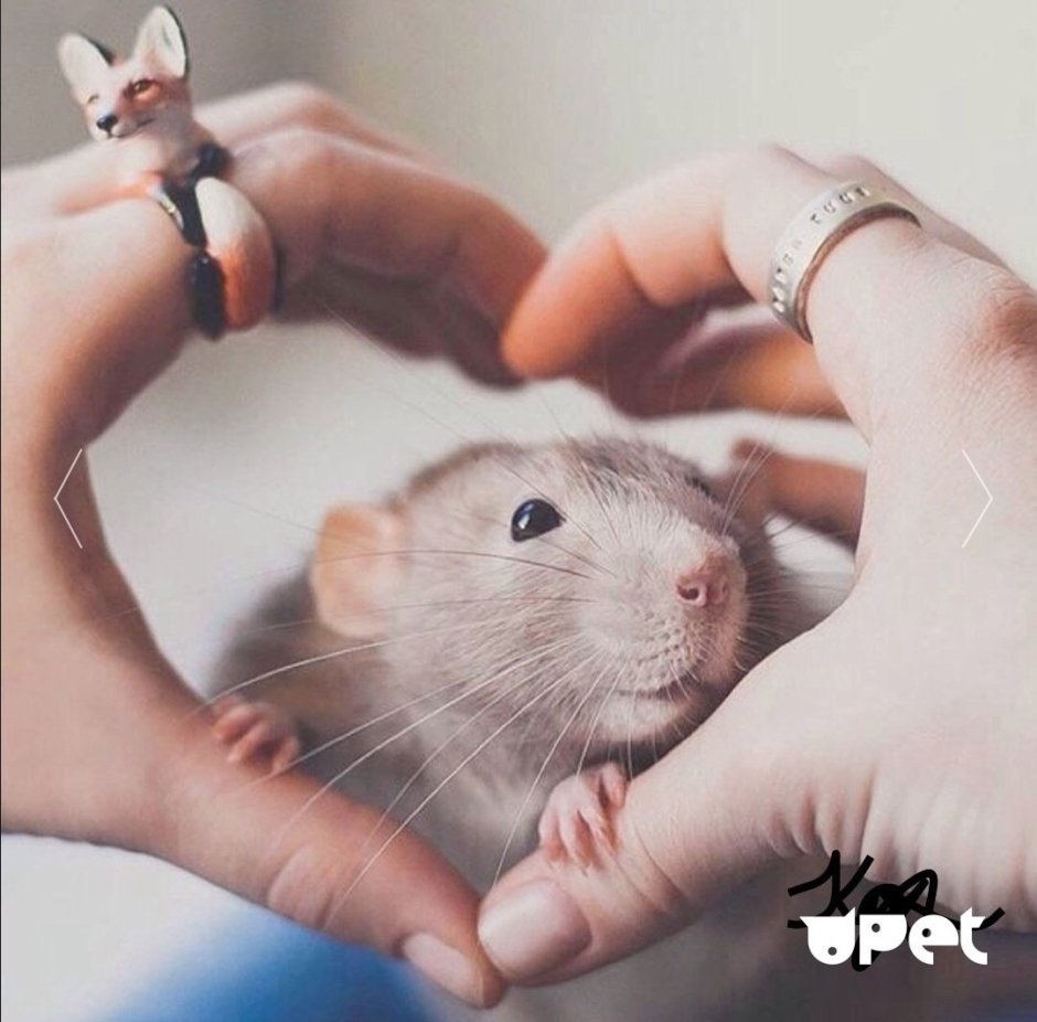 Милая крыса