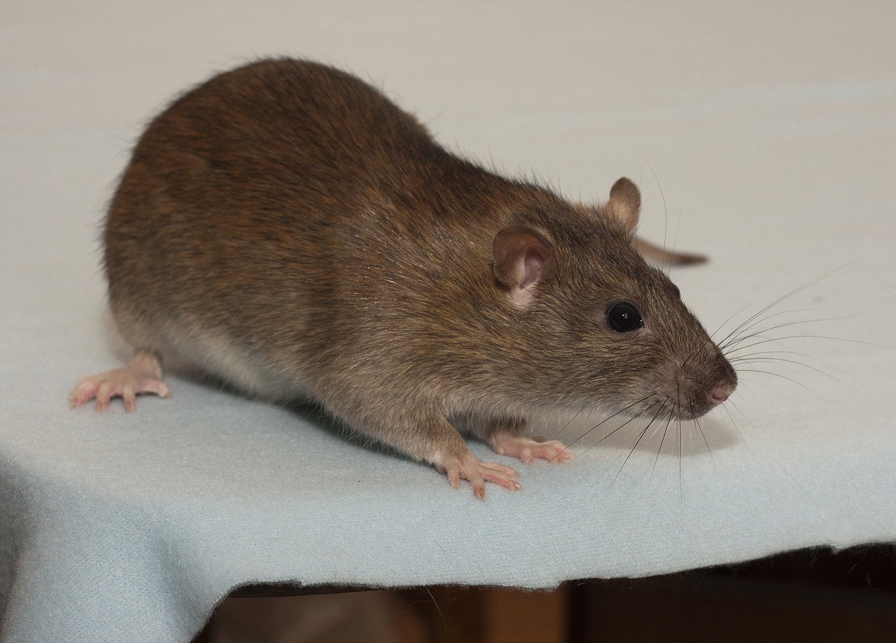 Коричневые мыши. Крыса Дамбо агути. Декоративная крыса агути. Агути окрас крысы. Крыса голубой агути.