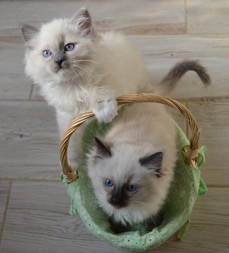Невская маскарадная кошка