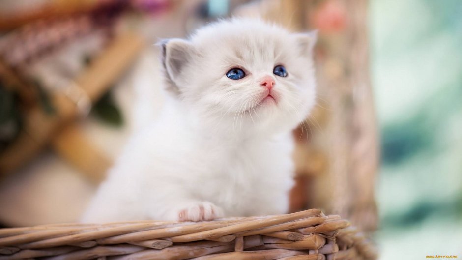 Новогодний кот Рэгдолл