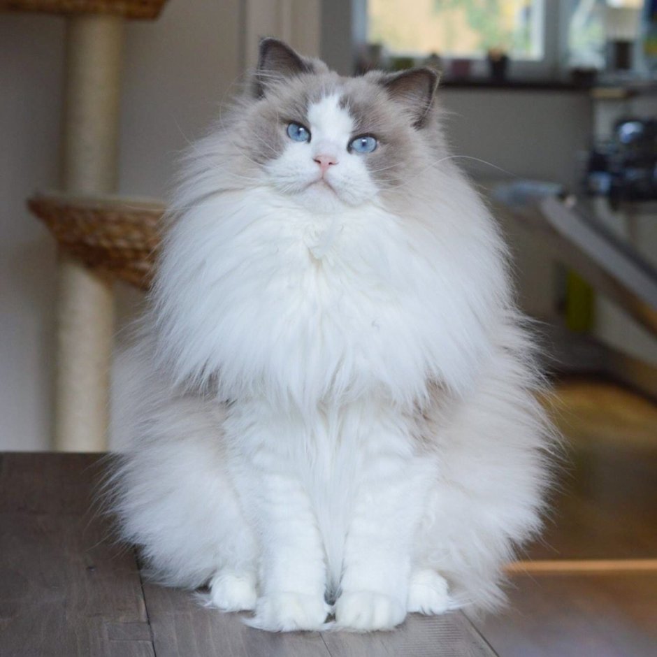 Сиамская кошка Рэгдолл