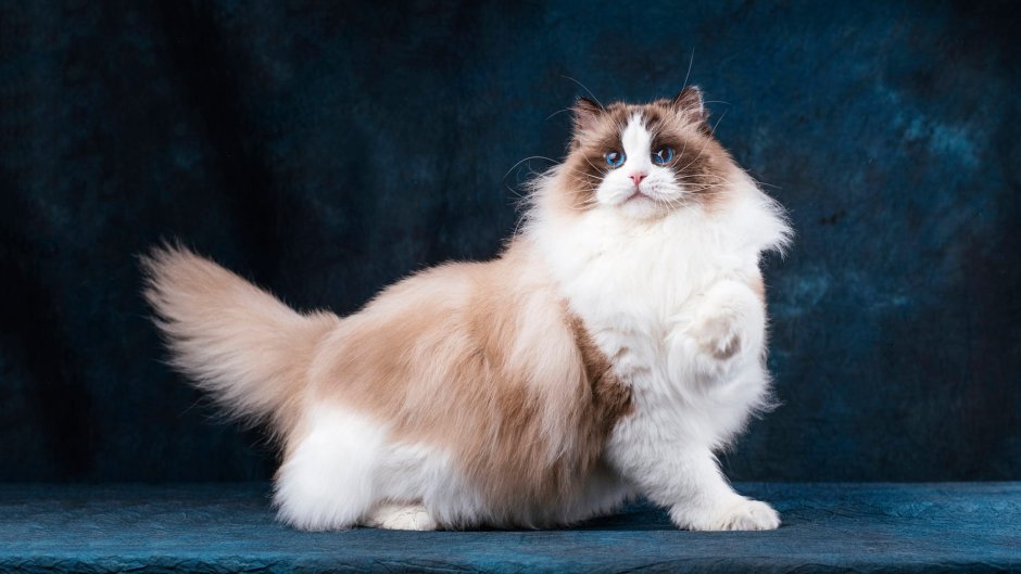 Вислоухий котенок Рэгдолл