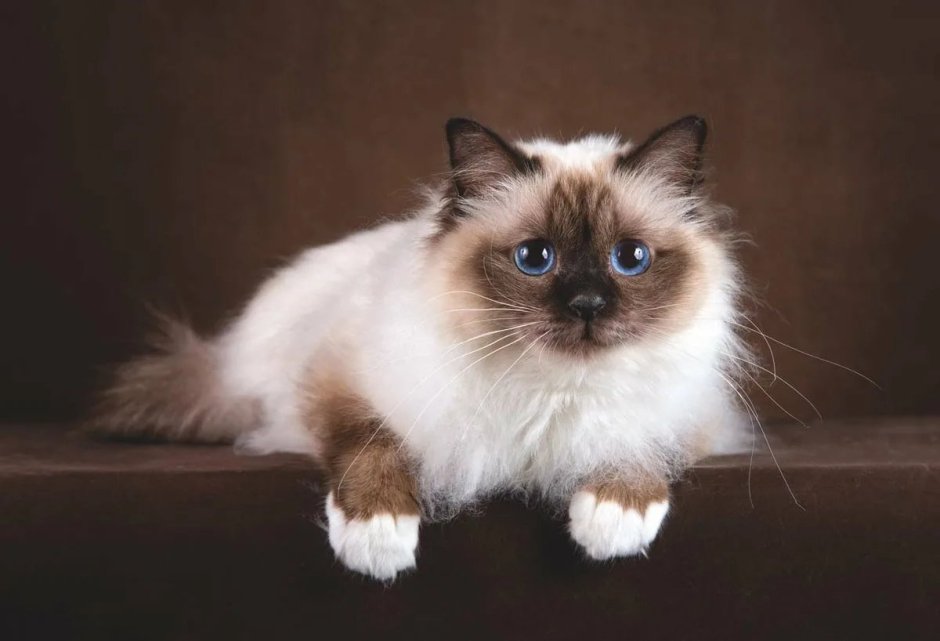 Кошки маленькие породистые Рэгдолл