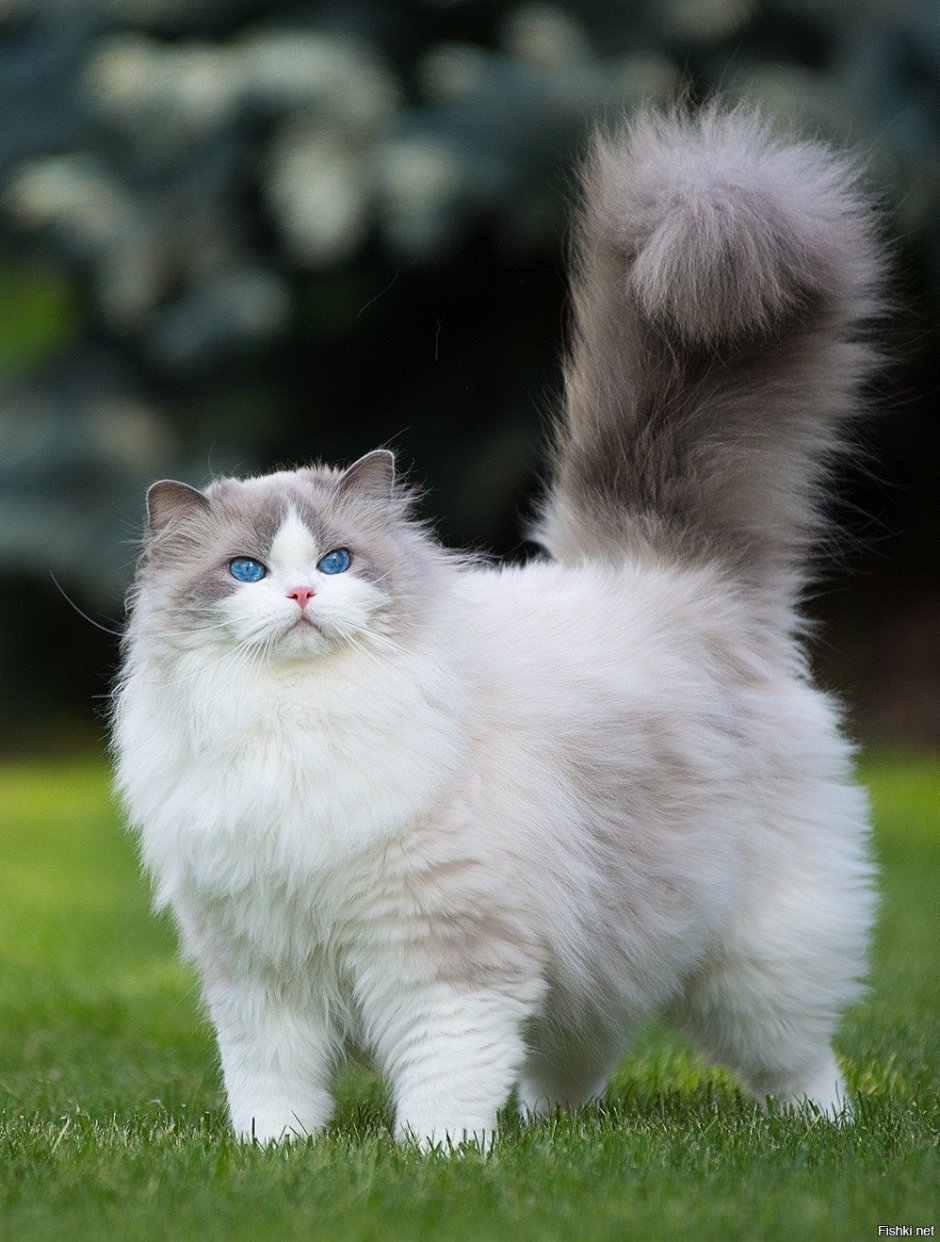 Рэгдолл кошка рыжий