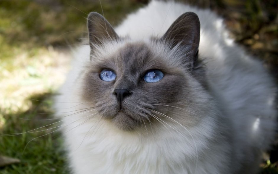 Белый пушистый вислоухий кот
