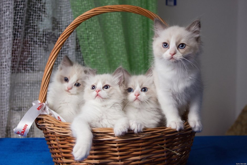 Рэгдолл шоу класс