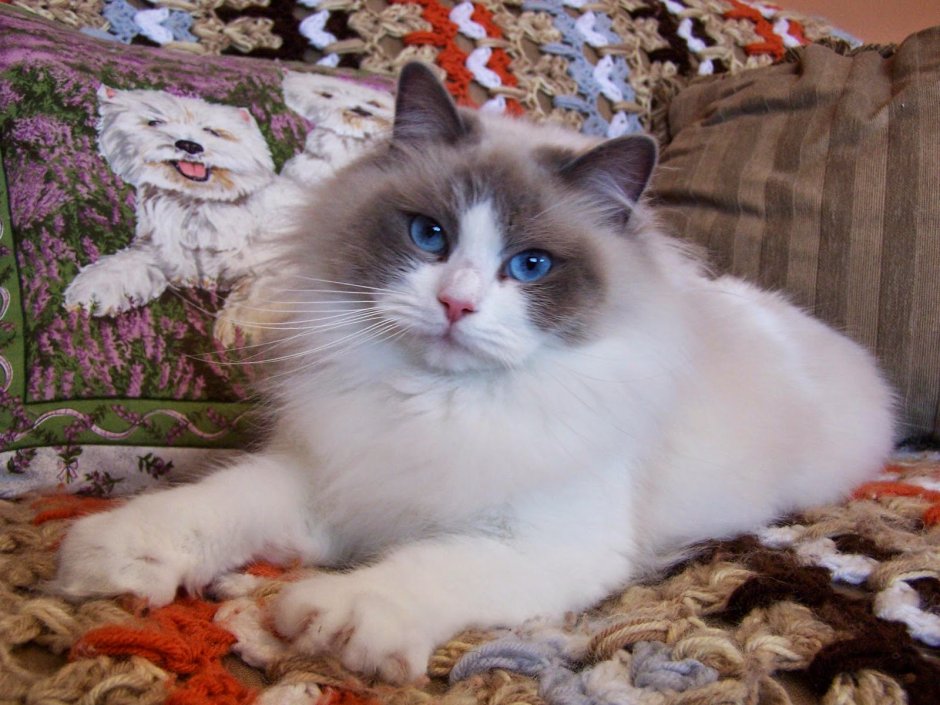 Рэгдолл котята питомник